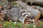 North American Raccoon