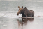 Moose