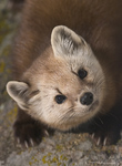 Pine Marten