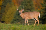 White Tailed Deer