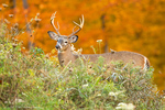 White Tailed Deer