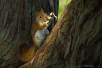 Red Squirrel