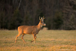 White Tailed Deer
