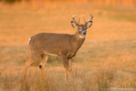 White Tailed Deer