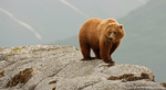 Grizzly Bear