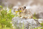 Pika