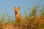 Red Fox
